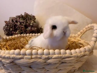 Mini Lop rabbits Mini Lop baby (Last Boy left) Ready now - Advert 18