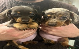 Dachshund dogs for sale: 4 gorgeous puppies for sale - Image 12