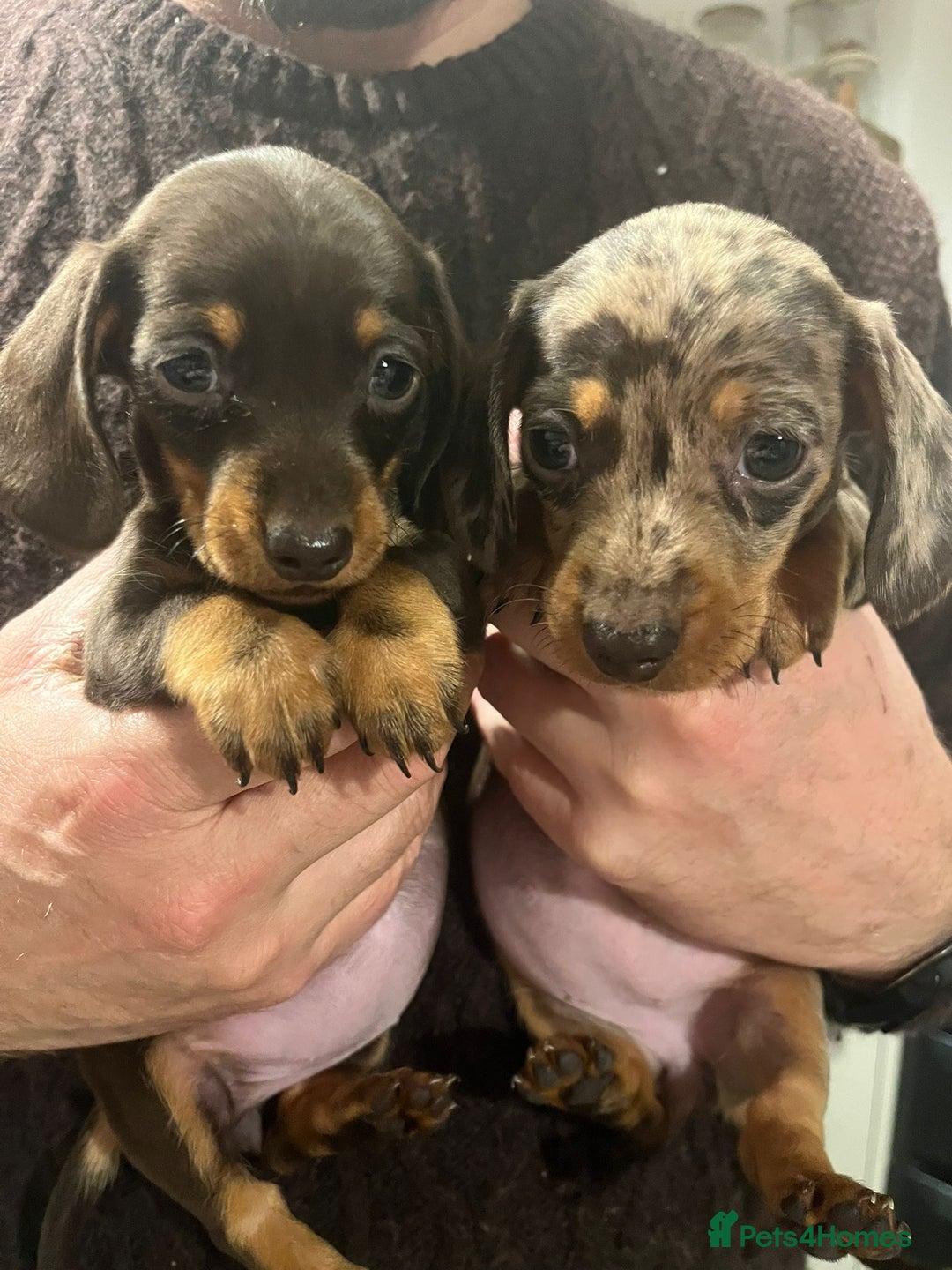Dachshund dogs for sale: 4 gorgeous puppies for sale - Image 12