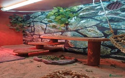 Bearded Dragon reptiles for sale: Harry the bearded dragon - Image 4
