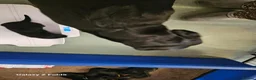 Labrador Retriever dogs for sale: KC REG STUNNING BLACK LITTER HEALTH TESTED PARENTS - Advert 5
