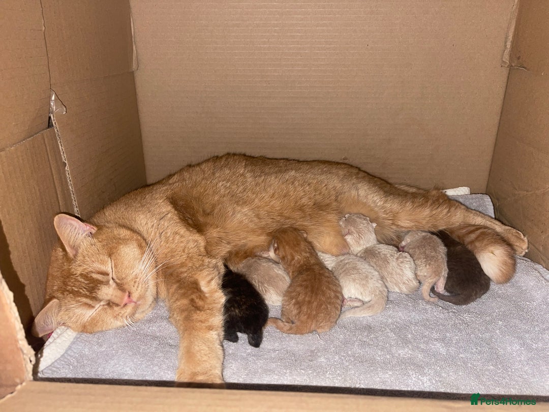 British Shorthair cats for sale: Exceptional litter of GCCF British shorthairs - Advert 4