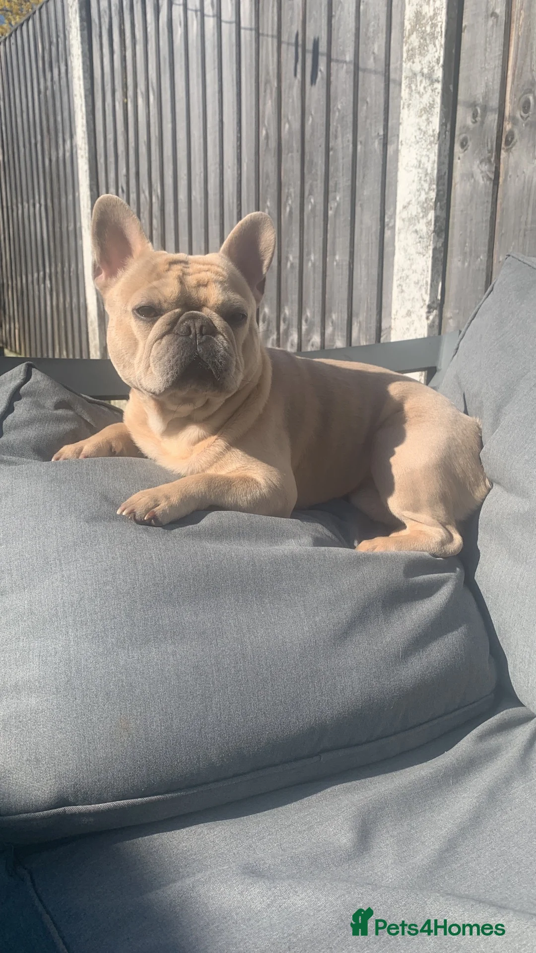 French Bulldog dogs for sale: Draven  - Advert 5