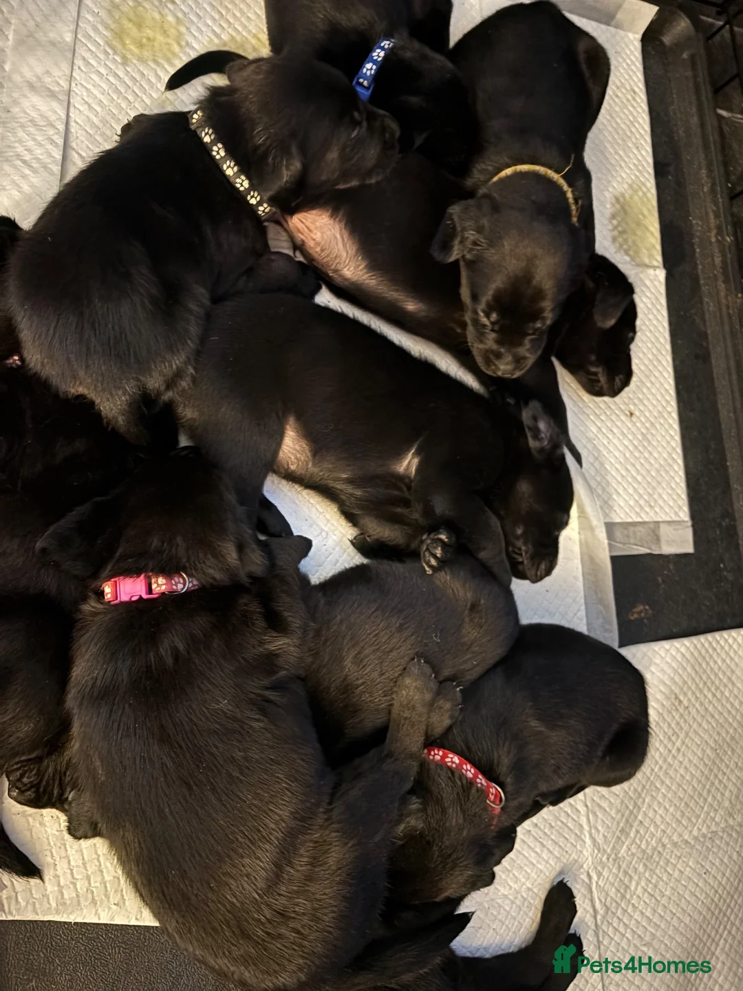 Labrador Retriever dogs for sale: Labrador puppies  - Advert 10