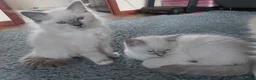 Ragdoll cats for sale: 5 Beautiful Ragdoll Kittens  - Advert 21