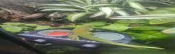 Gecko reptiles for sale: Female Giant Day Gecko 1yr in Taunton - Advert 1