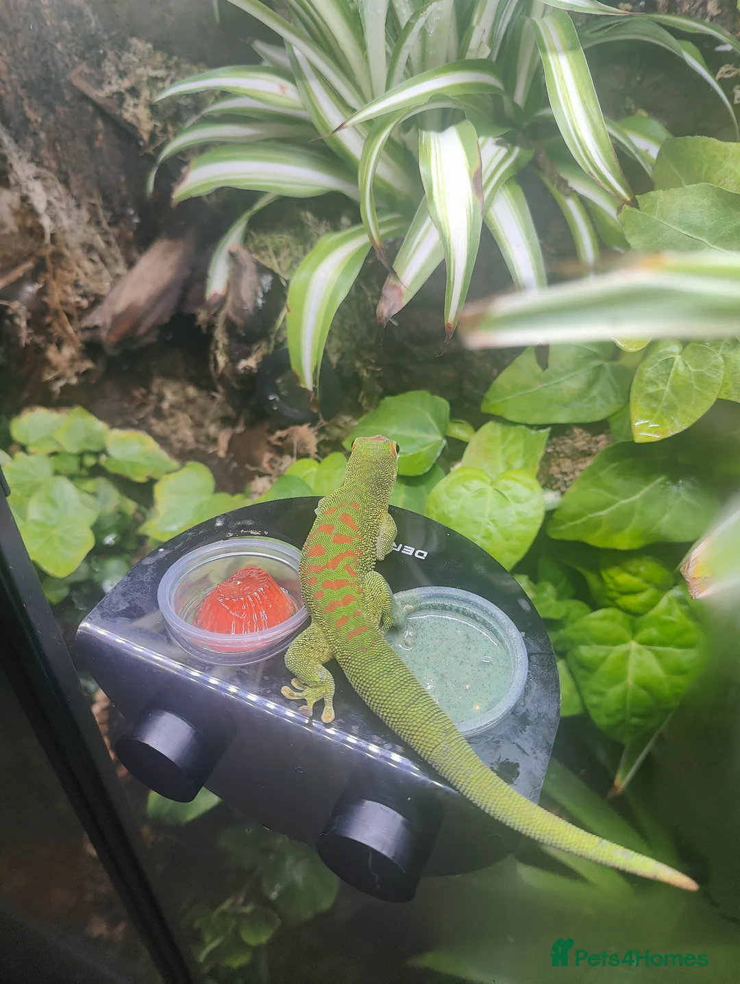Gecko reptiles for sale: Female Giant Day Gecko 1yr in Taunton - Advert 1