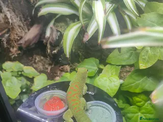 Gecko reptiles Female Giant Day Gecko 1yr - Advert 12