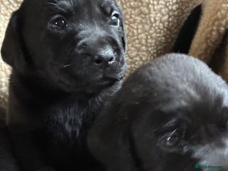 Labrador Retriever dogs Kc reg black labrador puppies - Advert 6