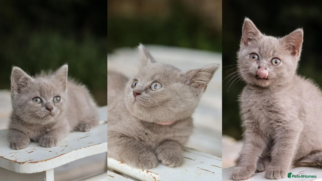 British Shorthair cats for sale: Stunning British Shorthair Kittens 🤍🐈 - Advert 1