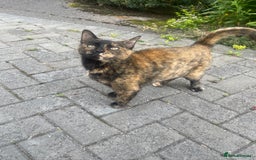 Domestic Shorthair cats for sale: Female tortoiseshell looking for a loving home.  - Image 1