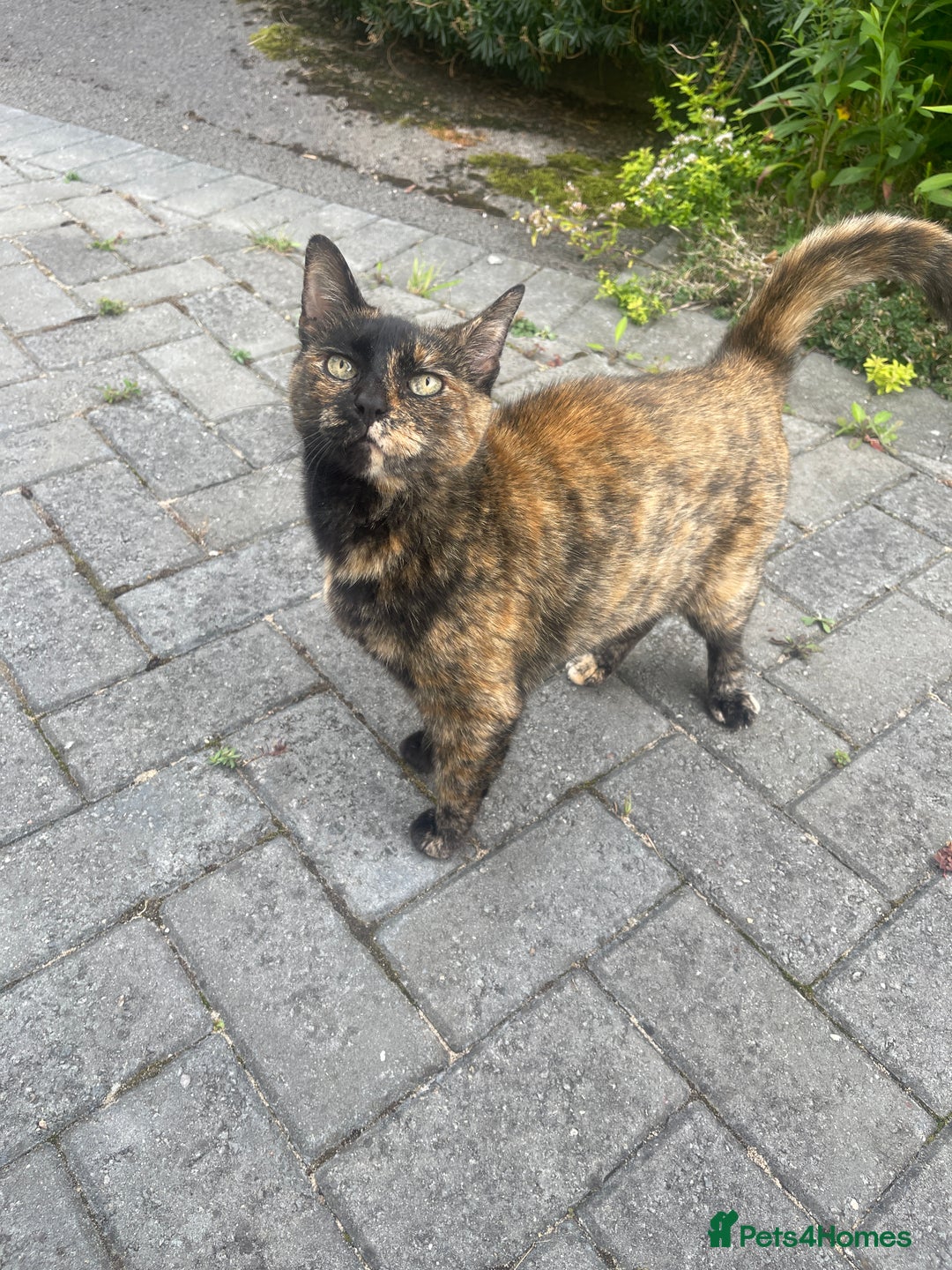 Domestic Shorthair cats for sale: Female tortoiseshell looking for a loving home.  - Image 1
