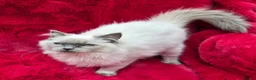 Ragdoll cats for sale: GCCF Registered Ragdoll Kittens  - Advert 28