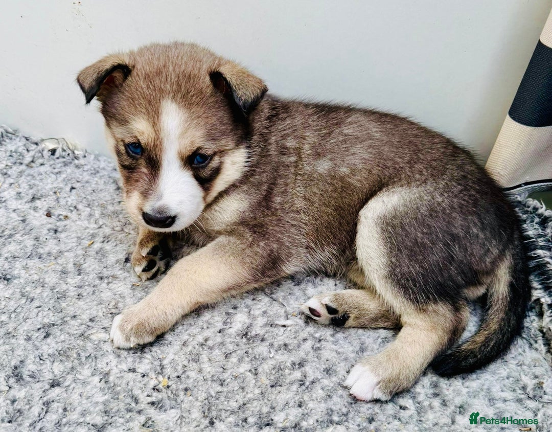 Pomsky dogs for sale: Adorable Blue Eyed 🐾 Long Eared Pomskies  - Image 13