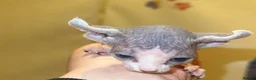 Mixed Breed cats for sale: Gorgeous American curl x Sphynx kittens🐾 - Advert 12