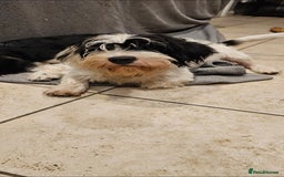 Mixed Breed dogs for sale: Mixed breed puppy. - Image 4