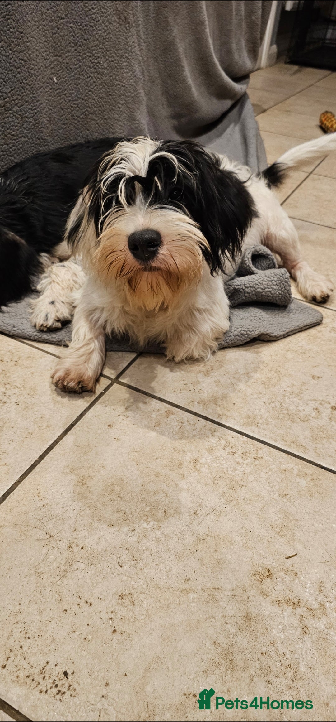 Mixed Breed dogs for sale: Mixed breed puppy. - Image 4