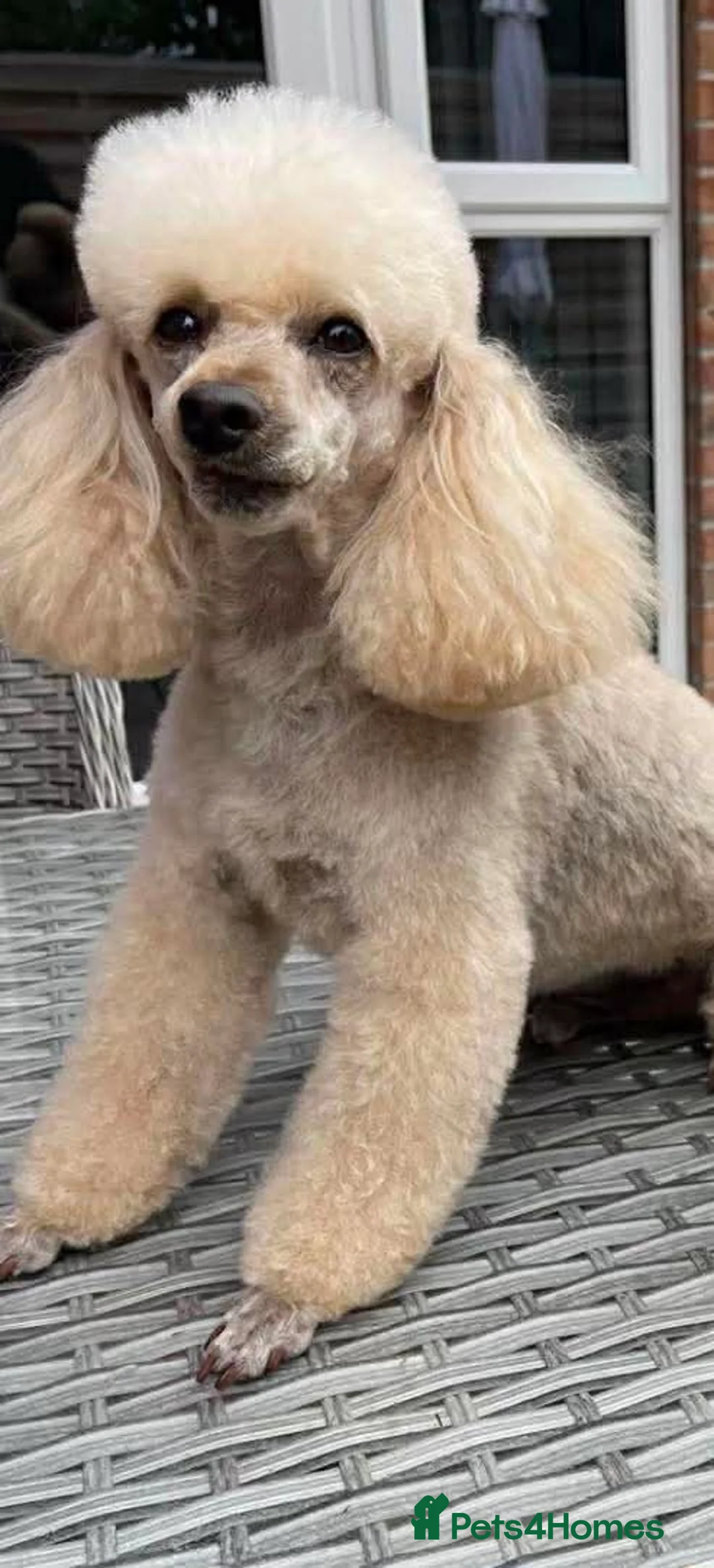 Miniature Poodle dogs for sale: Poodle Puppies  - Advert 2