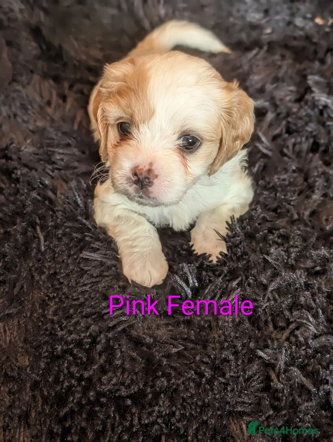Cavachon dogs for sale: Cavachon puppies in Cleator Moor - Advert 11