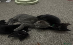 Domestic Shorthair cats for sale: 2 stunning fluffy grey girls - Image 6