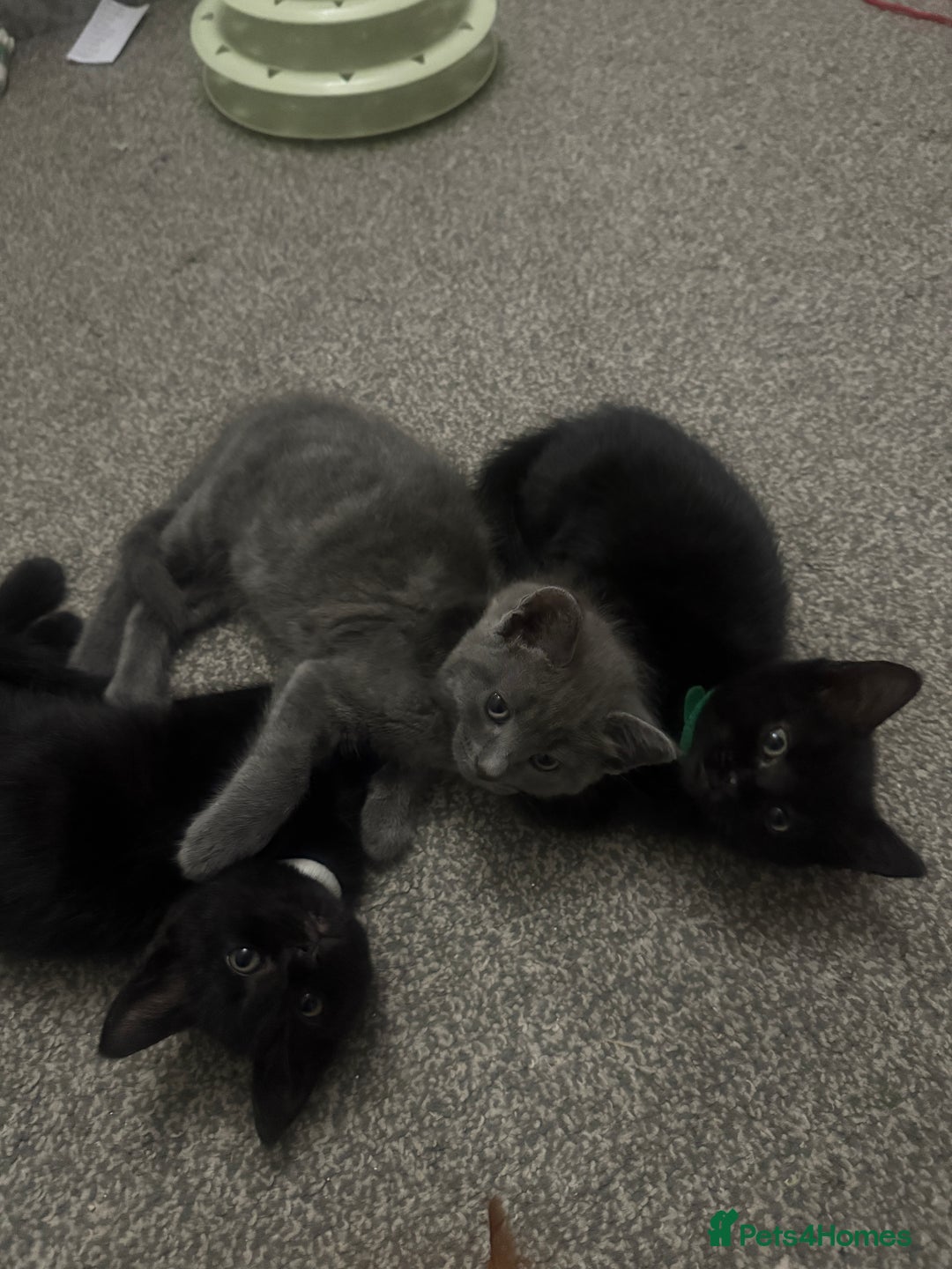 Domestic Shorthair cats for sale: 2 stunning fluffy grey girls - Image 6