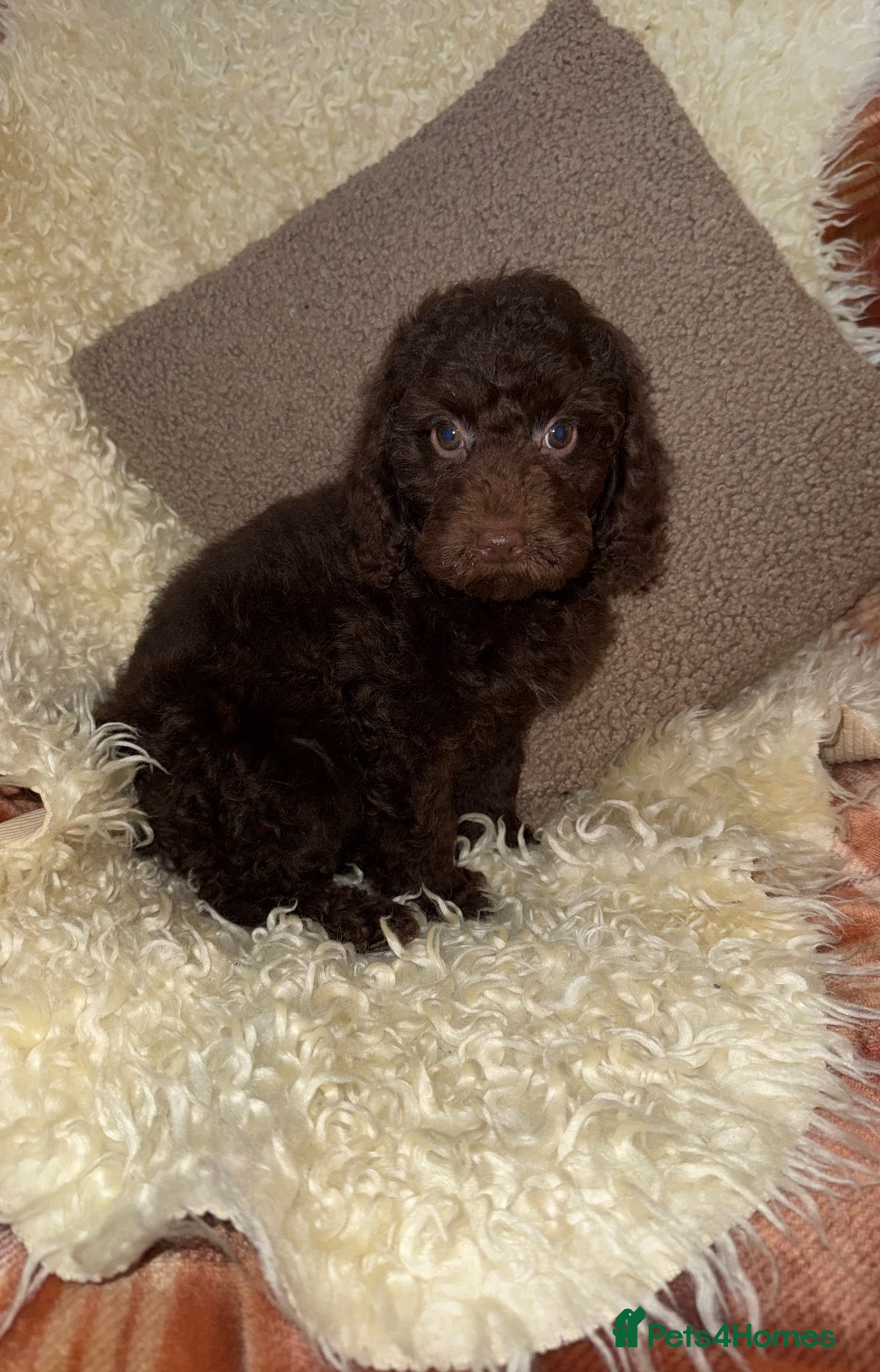 Miniature Poodle dogs 🩷🩷Stunning Chocolate Miniature Poodles🩷🩷 - Advert 1