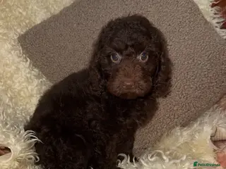 Miniature Poodle dogs 🩷🩷Stunning Chocolate Miniature Poodles🩷🩷 - Advert 1