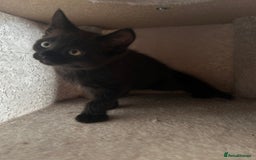 Maine Coon cats for sale: *ready now* Beautiful big Maine coon x BSH kittens - Image 17