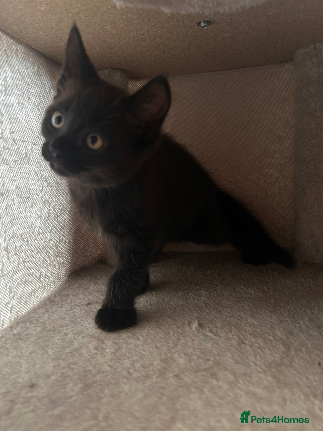 Maine Coon cats for sale: *ready now* Beautiful big Maine coon x BSH kittens - Image 17