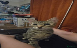 Mixed Breed cats for sale: Female adult cross bengal/ British short hair - Image 3