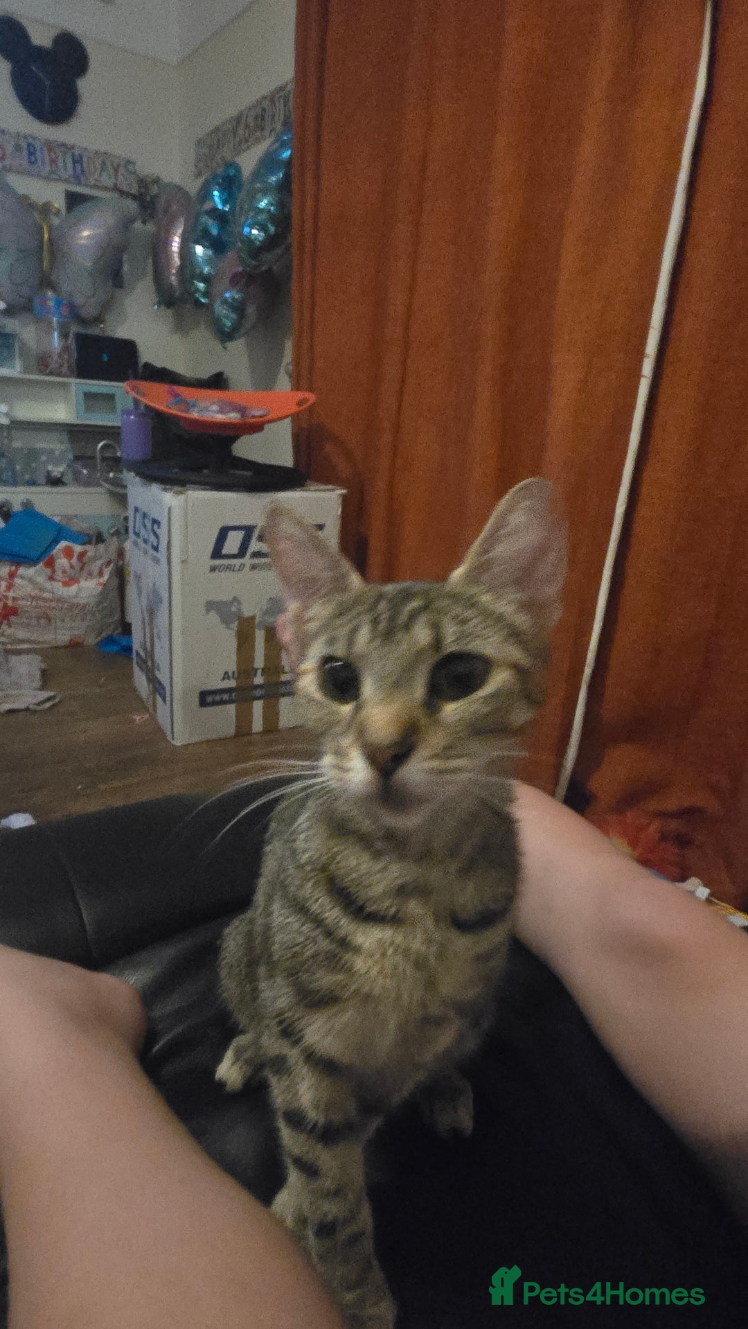 Mixed Breed cats for sale: Female adult cross bengal/ British short hair - Image 3