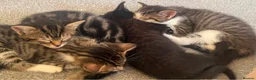 Mixed Breed cats for sale: Kittens for sale in Brighton - Advert 6