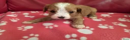 Cavapoo dogs for sale: F1 cavapoos  - Advert 8