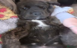 Mixed Breed dogs for sale: Gorgeous st weilers  - Image 1
