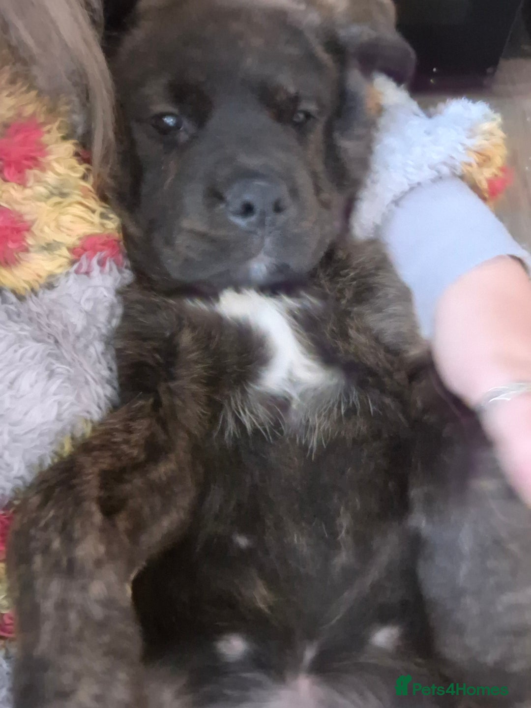 Mixed Breed dogs for sale: Gorgeous st weilers  - Image 1