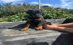 Dobermann dogs for sale: Proper Chunky Euro doberman pups 💕 - Image 16