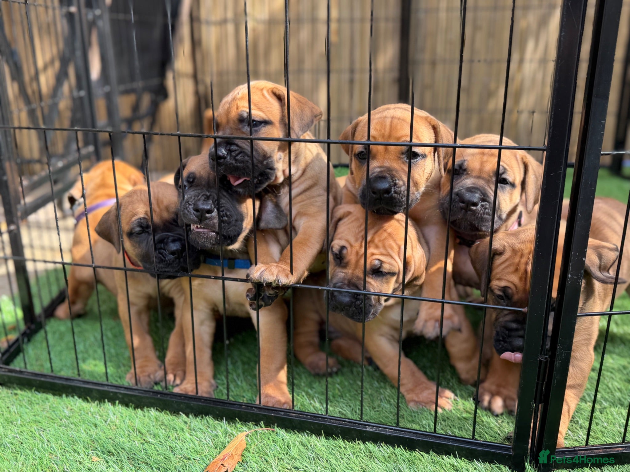 Boerboel dogs Elite Guard Neema X Spartan Dutch - Advert 2