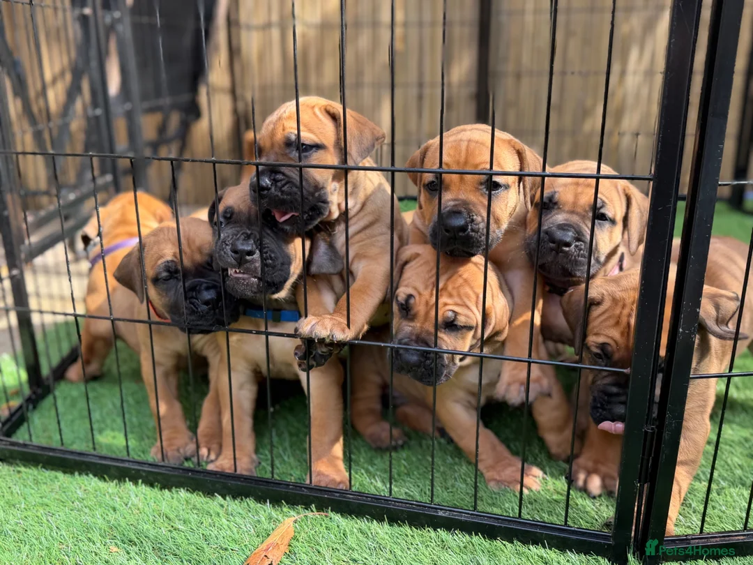 Boerboel dogs for sale: Elite Guard Neema X Spartan Dutch - Advert 1