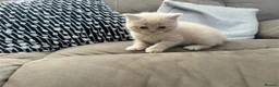 Scottish Fold cats for sale: PUREBRED Scottish fold kittens  - Advert 10