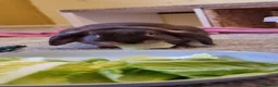Mixed Breed rabbits for sale: Nifty - Advert 3