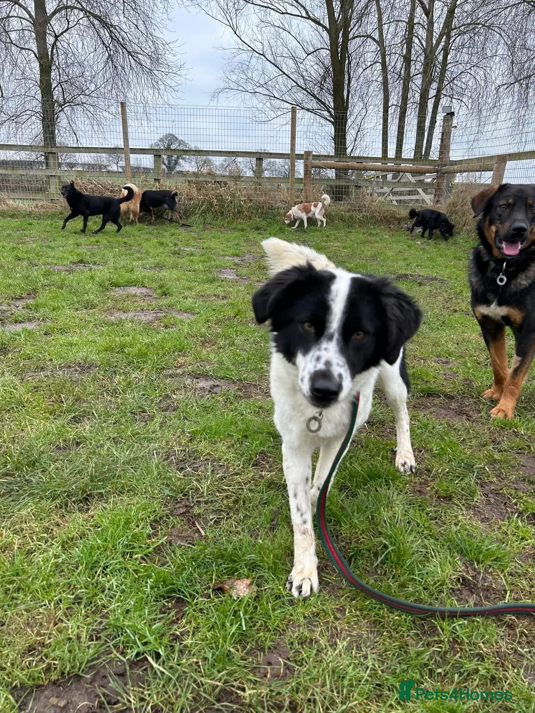 Mixed Breed dogs for adoption: Magpie - Norwich Norfolk  in Norwich - Advert 17