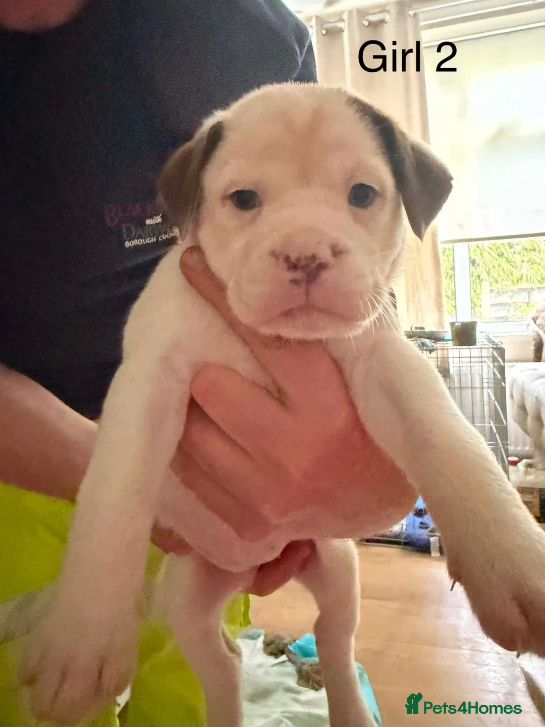 Mixed Breed dogs for sale: 6 gorgeous American X French Bulldogs for sale - Advert 8