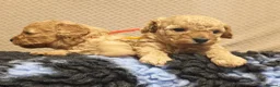 Cavapoo dogs for sale: Gorgeous Cavapoo Boy & Girl Available  in Southampton - Advert 15