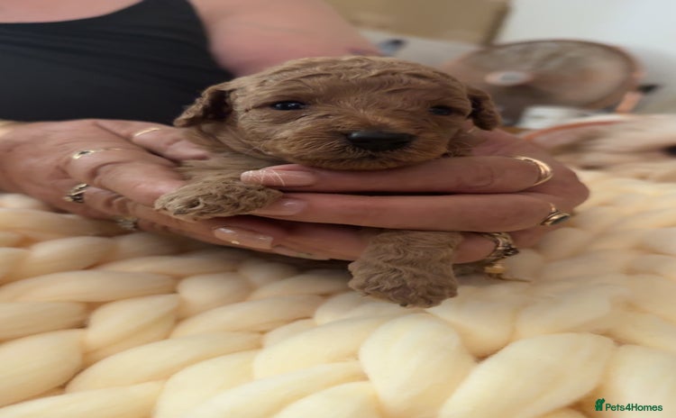 Toy Poodle dogs - Advert 5