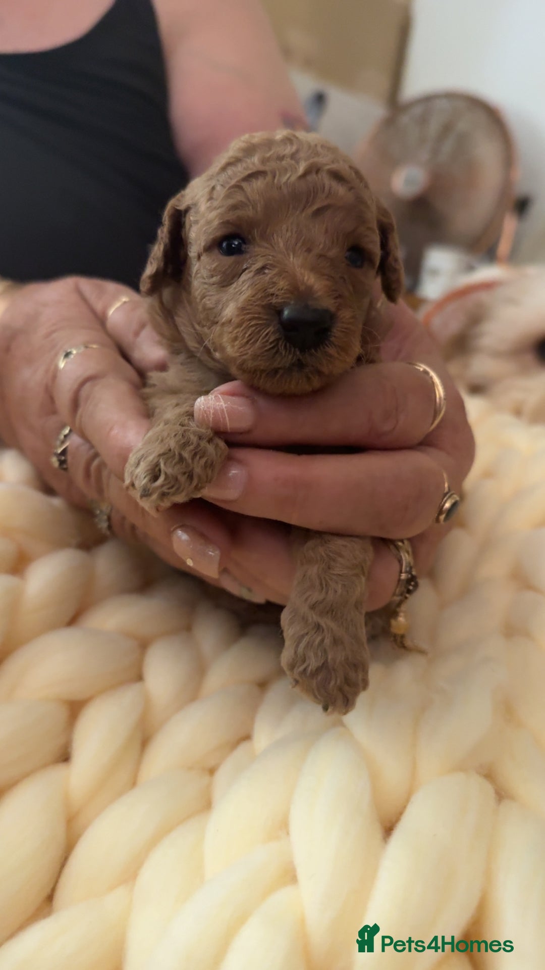 Toy Poodle dogs for sale: Toy poodles for sale  - Image 1