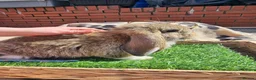 French Lop rabbits for sale: Vaccinated Giant French Lop Babies  - Advert 9