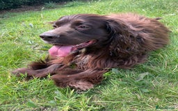 Sprocker dogs for stud: Dexter Sprocker - Image 11