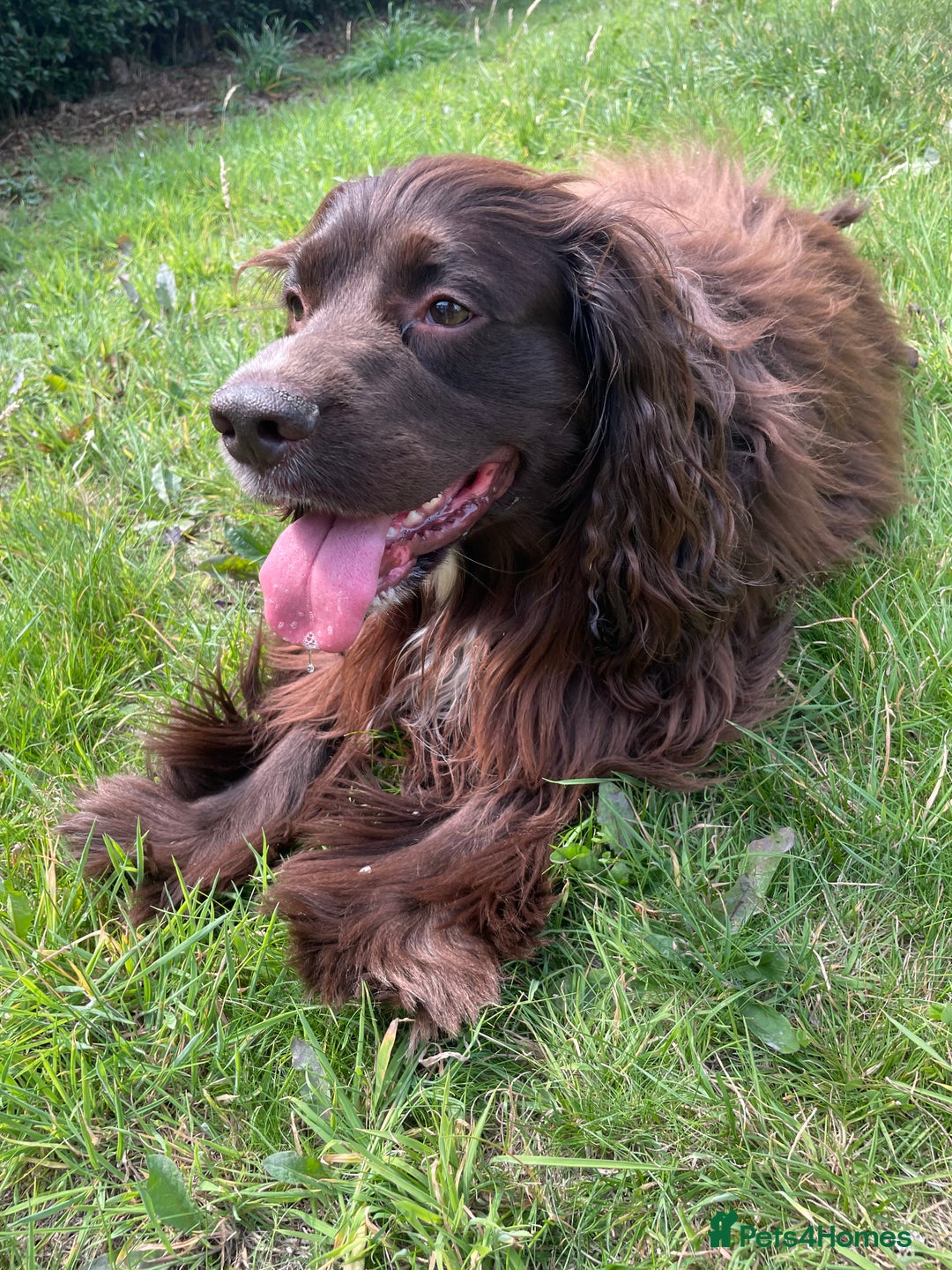 Sprocker dogs for stud: Dexter Sprocker - Image 11