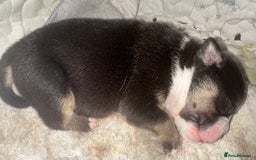 English Bulldog dogs for sale: 🌟 health tested parents 🌟 - Image 14