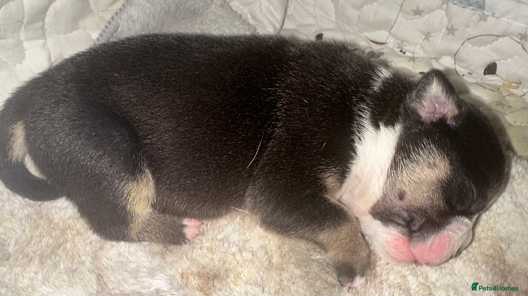 English Bulldog dogs for sale: 🌟 health tested parents 🌟 - Image 14